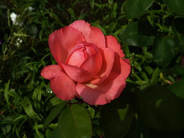 ---rose-erl.JPG