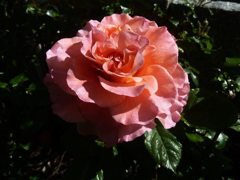 rose-erl.JPG