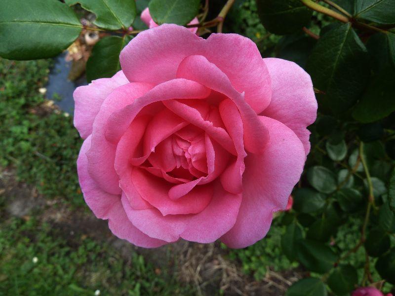rose.erl.JPG