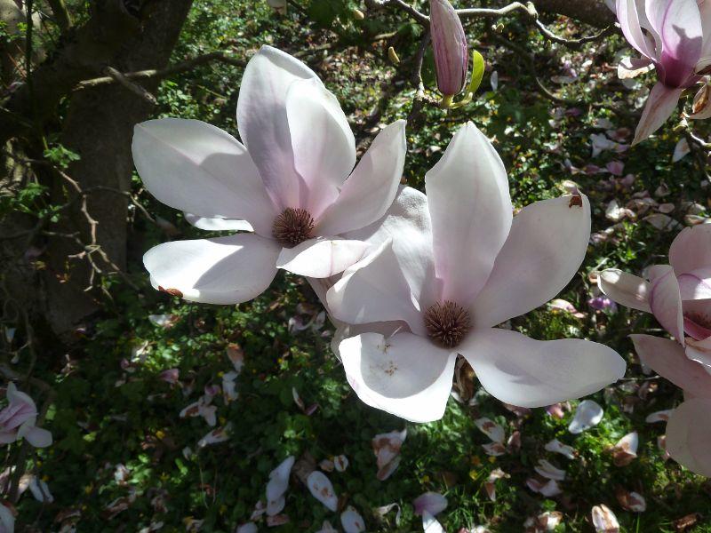 magnolie-erl.JPG