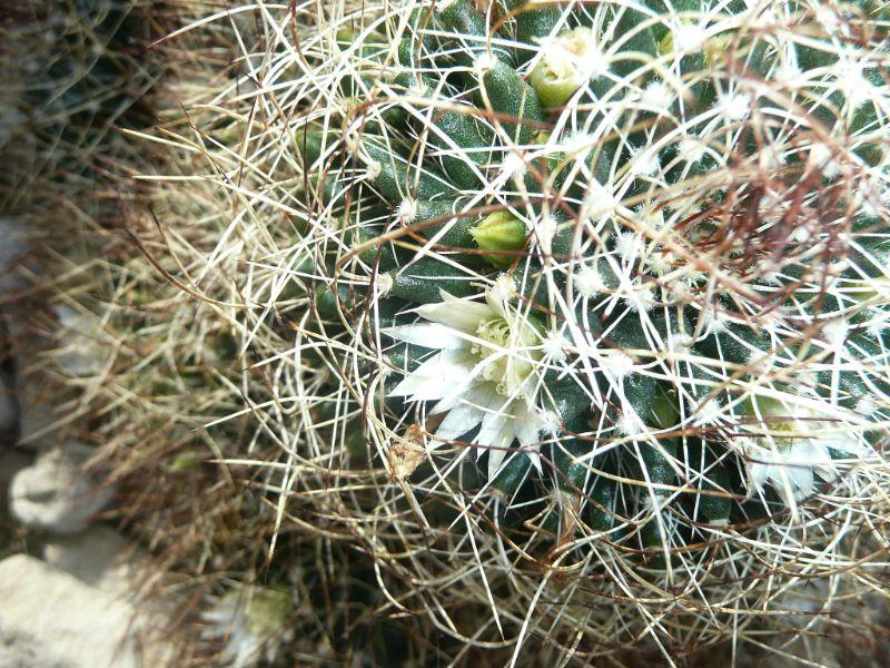 022-kaktus-erl.JPG