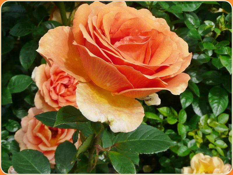 orange rose-erl.JPG