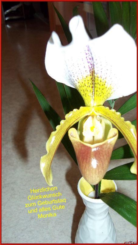 Orchide-Geb.gruß.JPG