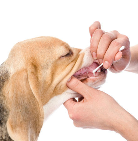 Zahnpflege-Hund.jpg