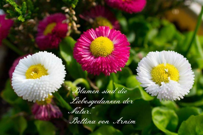 Gartensprüche-kleine-Blume-1024x682.jpg