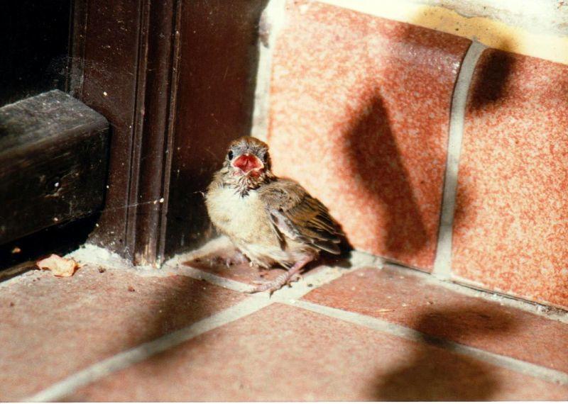 1996, ganz junger Vogel ruft nach seiner Mutter.jpg