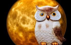 Eule Mond Mondschein - Kostenloses Foto auf Pixabay