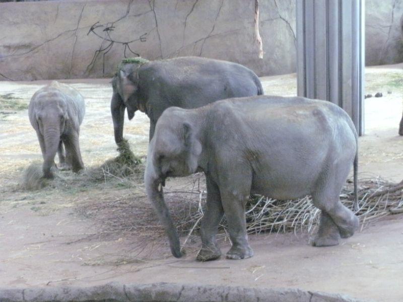 BILD0085 Ehrentag der Elefanten.JPG