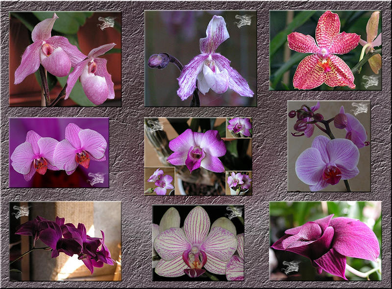 Orchideenbilder_02_k.jpg