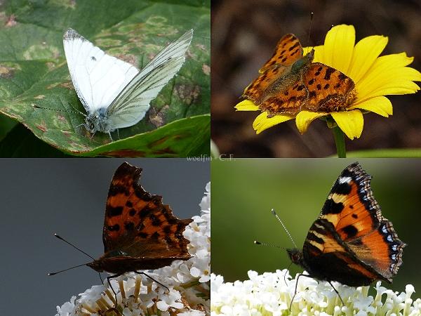 4_Schmetterlinge.jpg