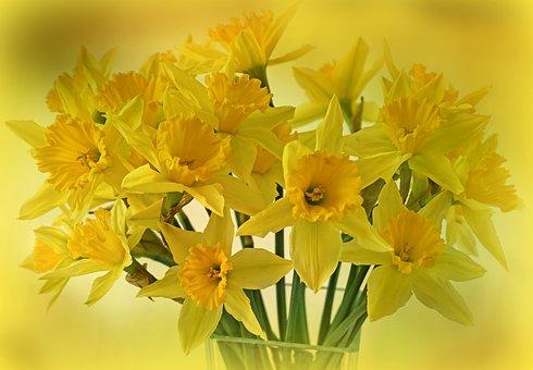 daffodils-2128850__340.jpg