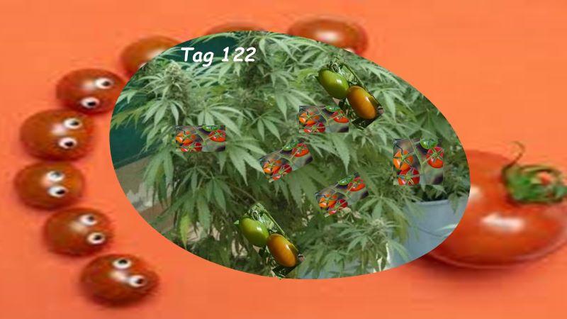 T-Tomaten-111.jpg