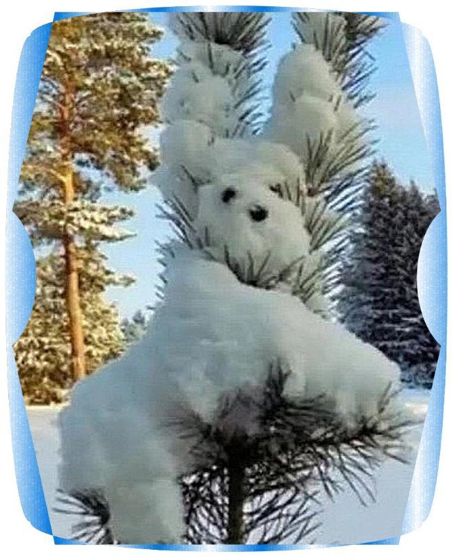 snowdog2.jpg