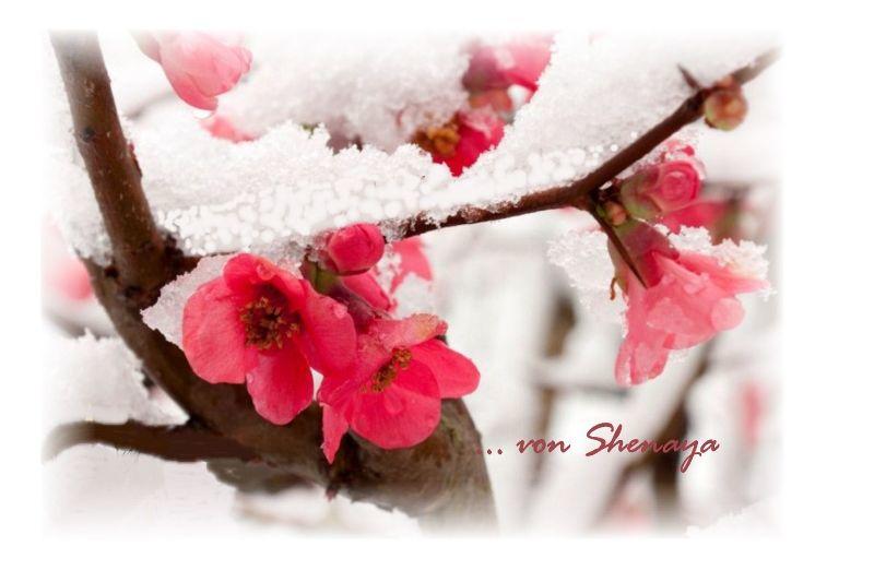 Winter-Blossom.jpg