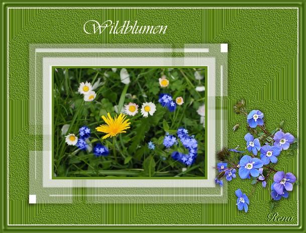 Wildblumen2107 (1).jpg