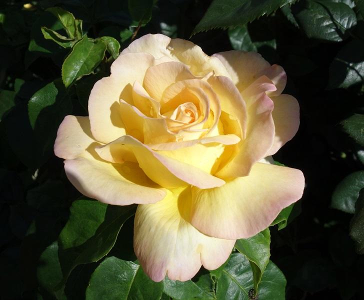 rose 29.JPG