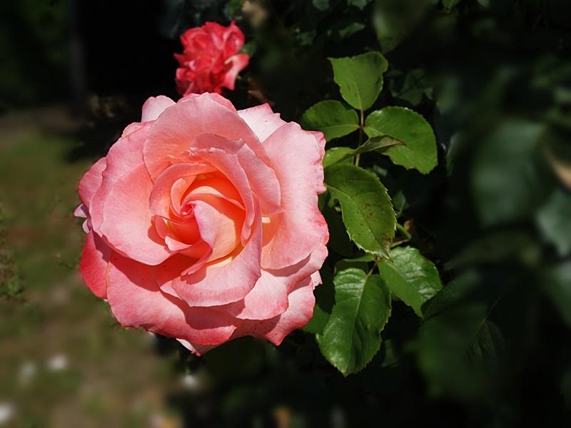 rose 33.JPG