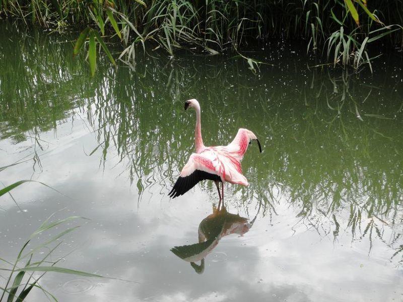 Spiegelbild Flamingo.jpg