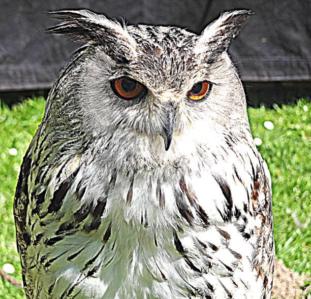 beautiful-tame-owl-picture-id914152334.jpg