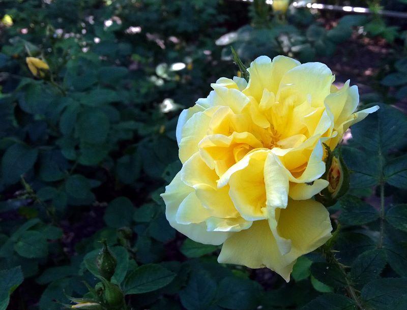 Rose (3).jpg