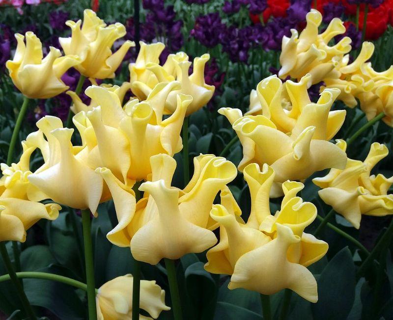 Tulpe Yellow Crown.jpg