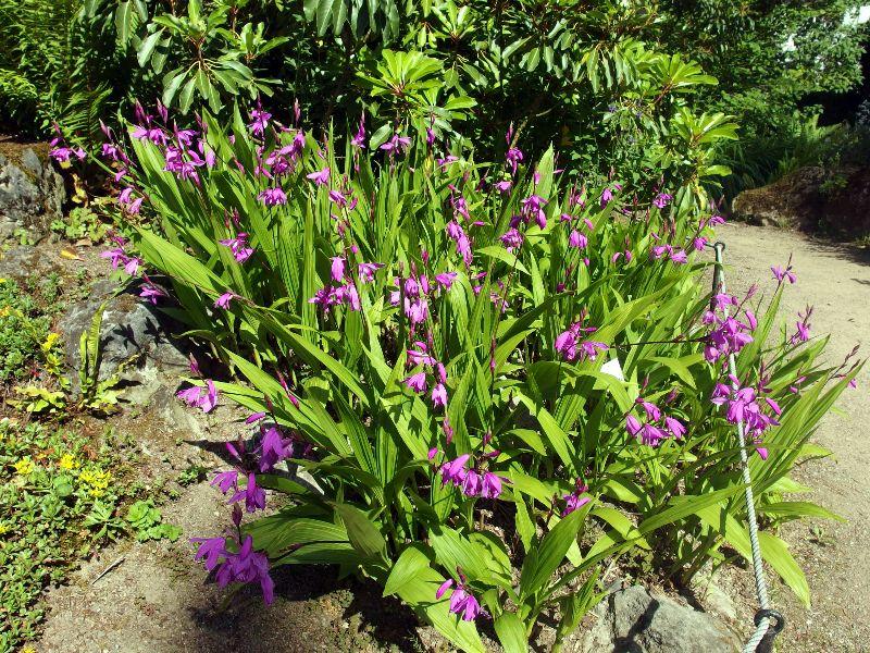 Japan Orchidee Flora (7).JPG