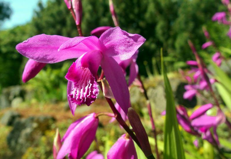 Japan Orchidee Flora (4).JPG