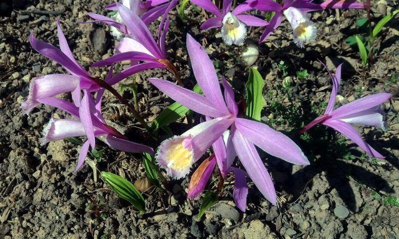 Tibet Orchidee Bonn.jpg