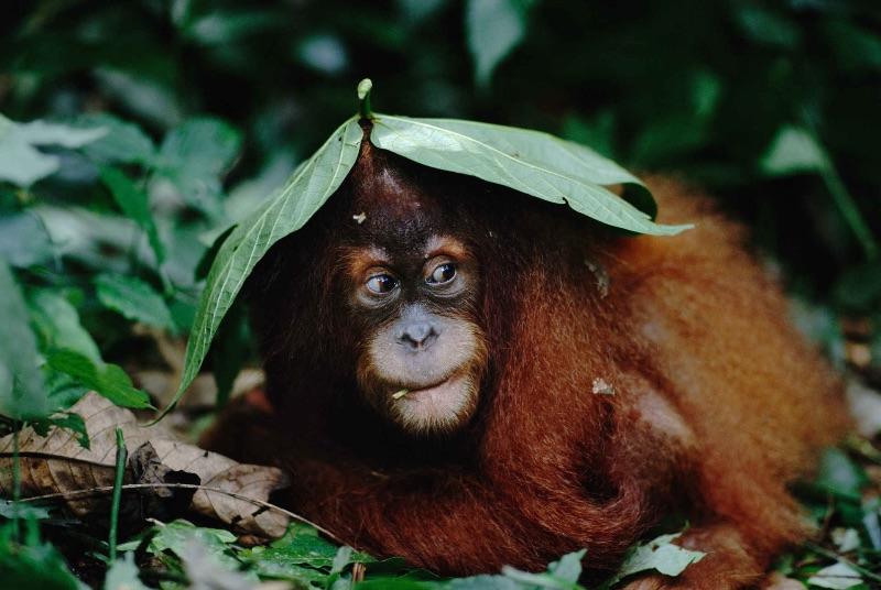 Sumatran-Orang-utan-under-leaf-shelter-Pongo-abelii-Gunung-Leuser-NP-Sumatra-Indonesia.jpg