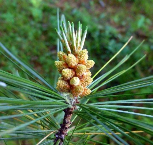 3-white-pine-pollen-bearing-cones.jpg