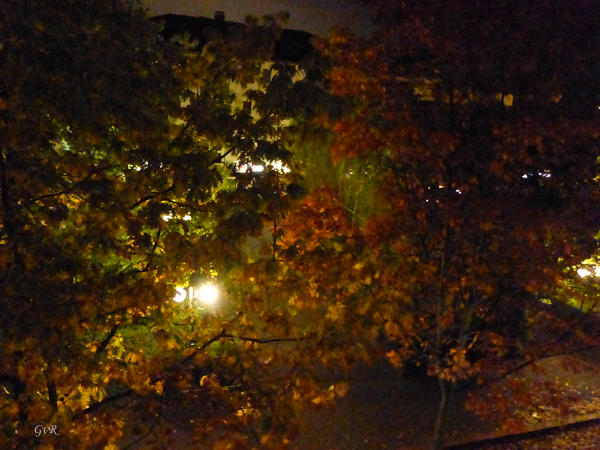 Herbstlaub bei Nacht Kopie.jpg