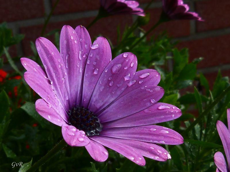 Blüten bei Regen 004 Kopie.jpg