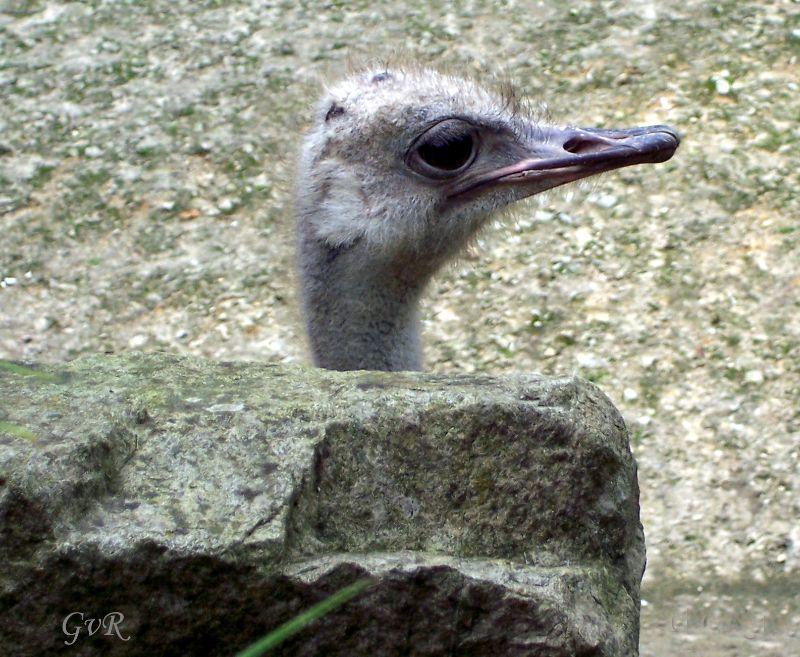Emu009 Kopie - Kopie.jpg