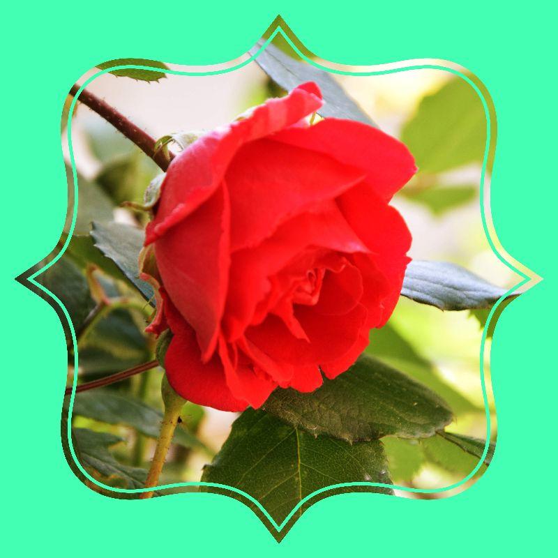 Czerwcowa róża.JPG