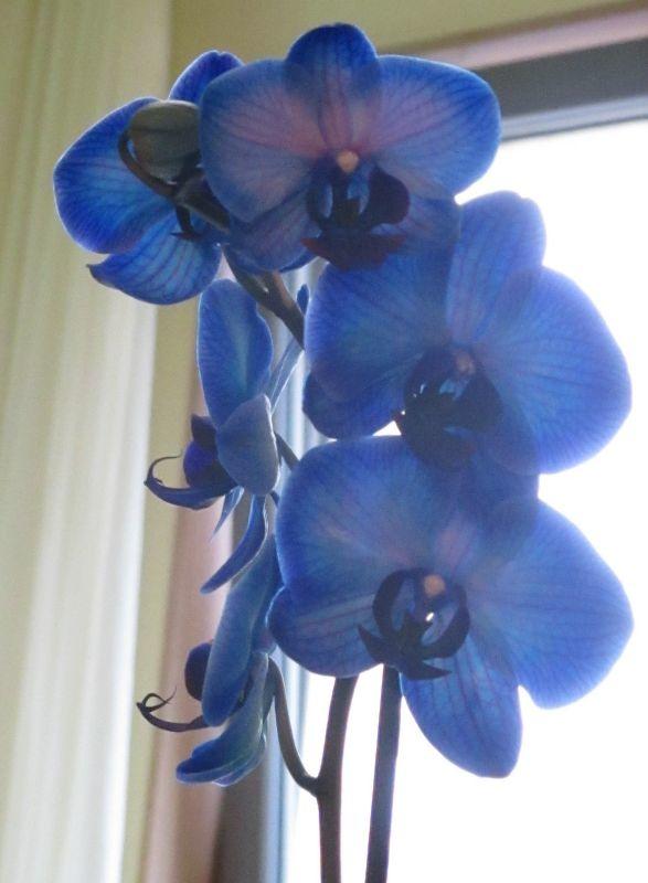 orchidee blau.JPG