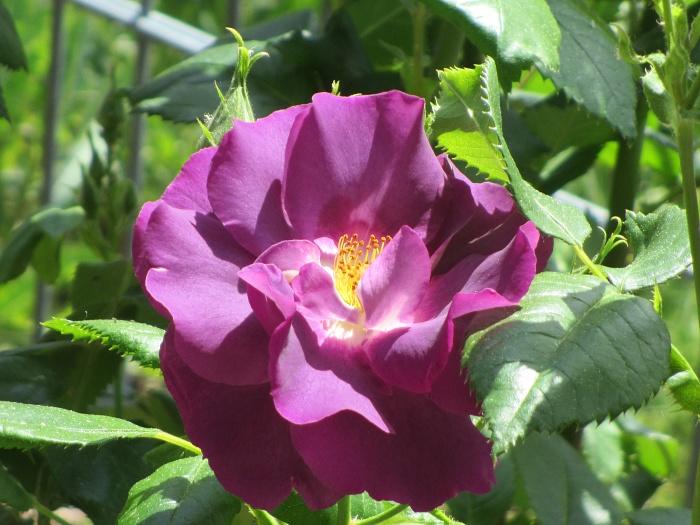 rosen lila.JPG
