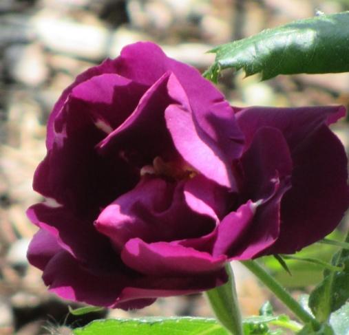 rose lila klein.JPG