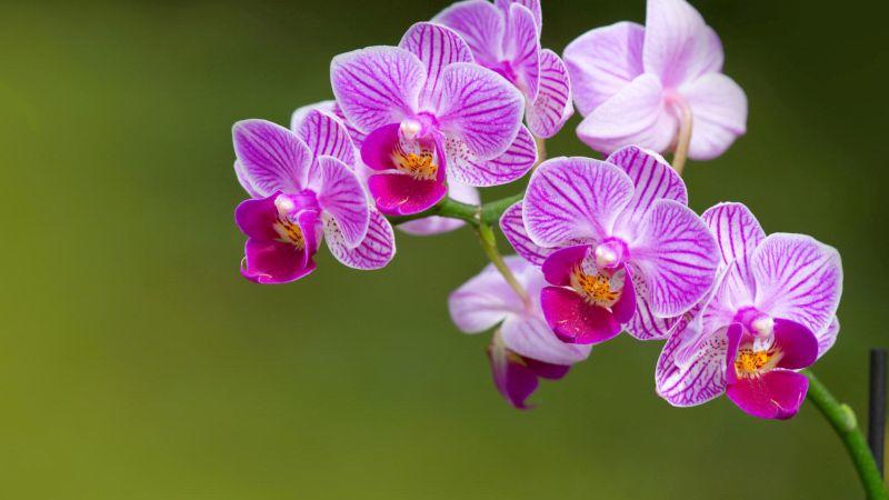 orchideen.jpg