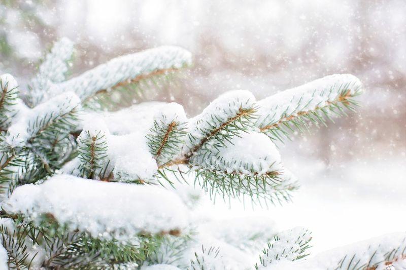 snow-in-pine-tree-1265119_960_720.jpg
