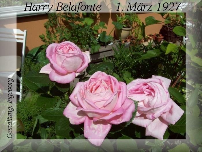 Belafonte, Harry.jpg