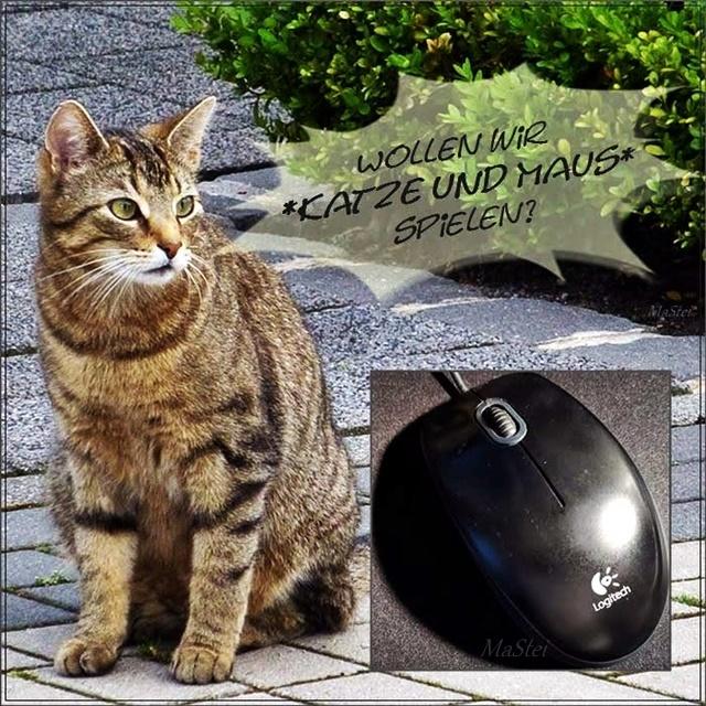 Katz und Maus 640.jpg