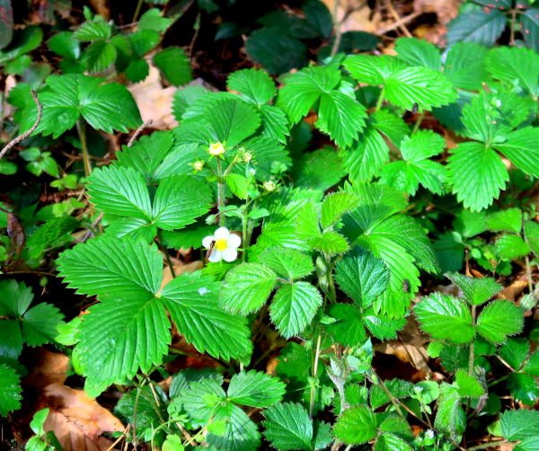Wald-Erdbeere (Fragaria vesca).JPG
