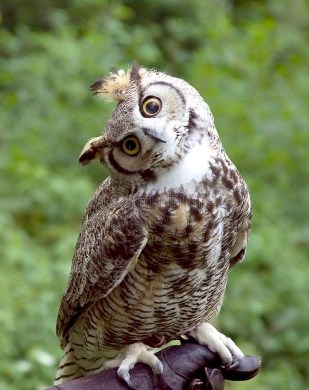 huh-owl-282005.jpg