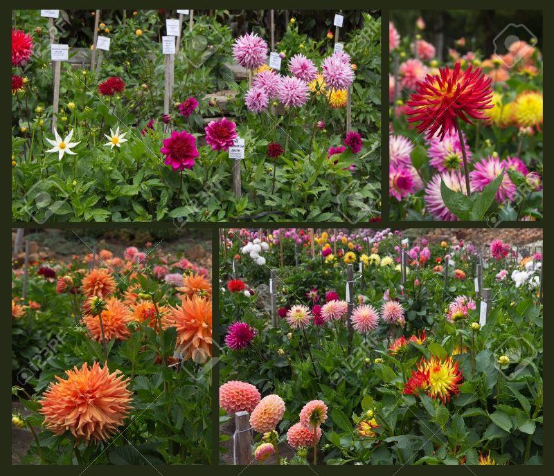 21745458-Dahlia-Garten-mit-verschiedenen-Arten-von-Dahlien-laciniated-Lizenzfreie-Bilder.jpg