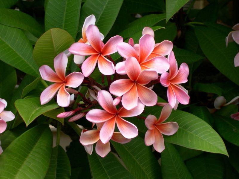 plumeria-flower-frangipani-plant-63609 (2).jpeg