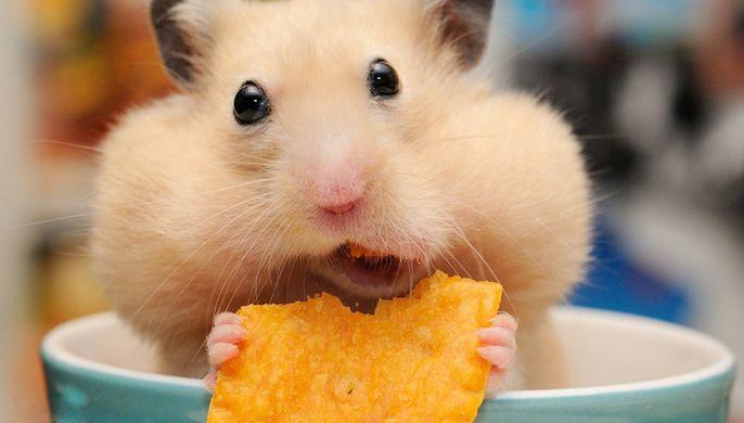 http___s1.1zoom.me_big0_237_Hamsters_Closeup_Glance_Chips_Funny_526610_1280x728.jpg
