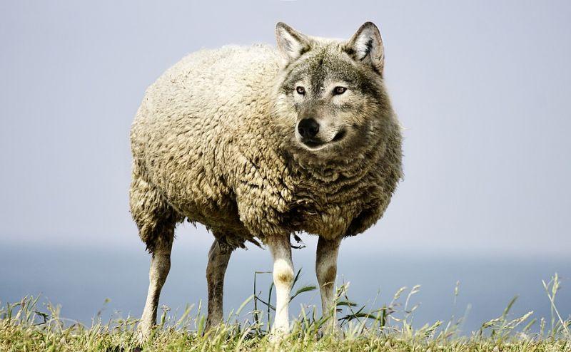 wolf-in-sheeps-clothing-2577813_960_720.jpg