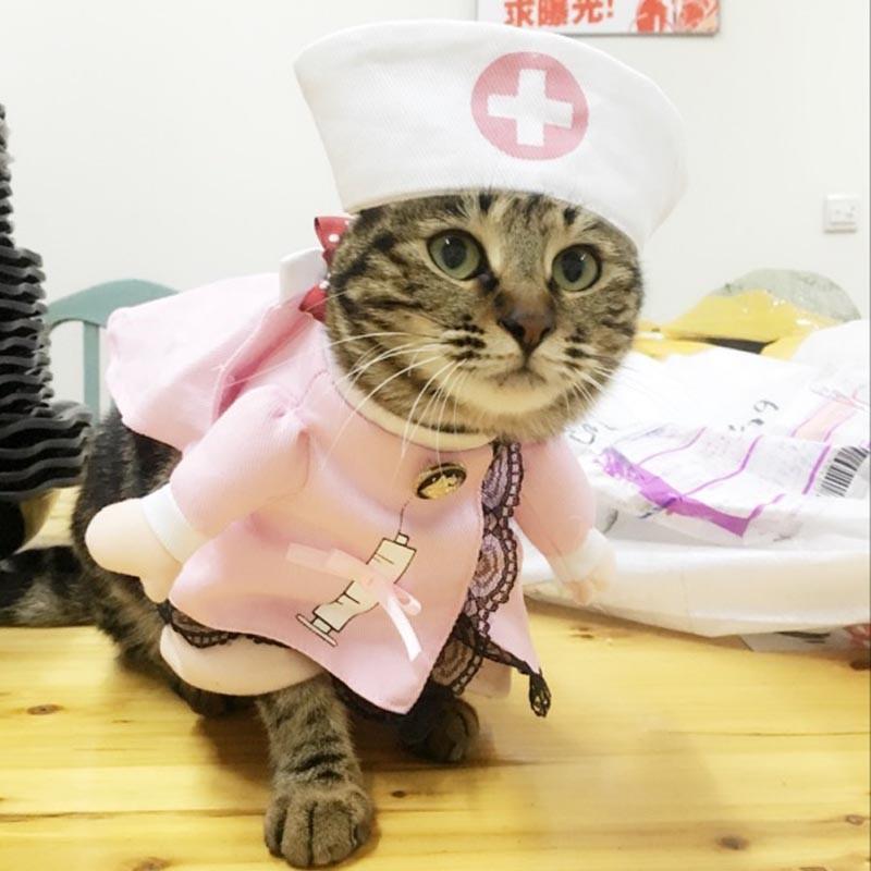 haustier-katze-hund-cosplay-krankenschwester.jpg