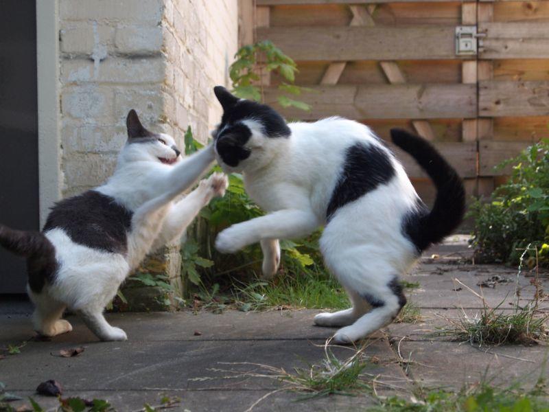 Two_cats_jump_to_playfight.jpg