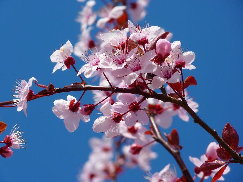 almond-blossom-5378_1280.jpg